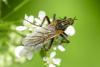Empis tessellata